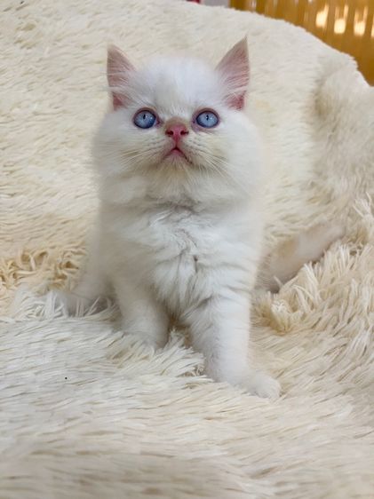 แมวเปอร์เซีย รูปที่ 5