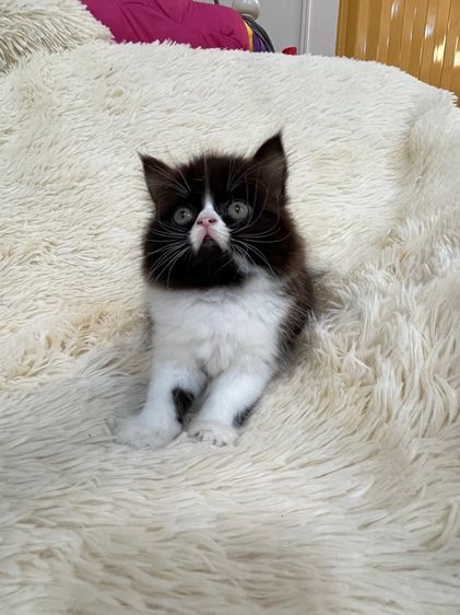 แมวเปอร์เซีย รูปที่ 11