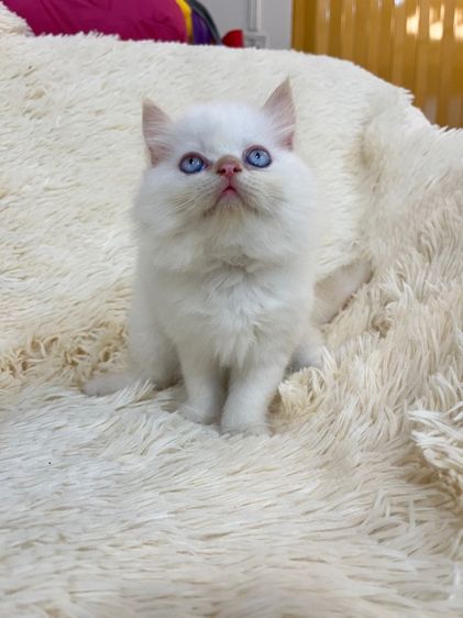 แมวเปอร์เซีย รูปที่ 8