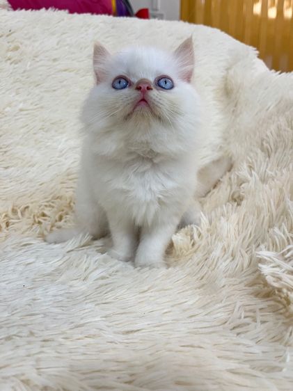 แมวเปอร์เซีย รูปที่ 7