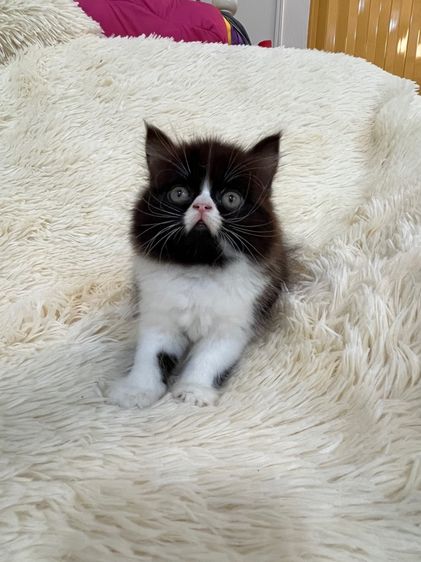 แมวเปอร์เซีย รูปที่ 12