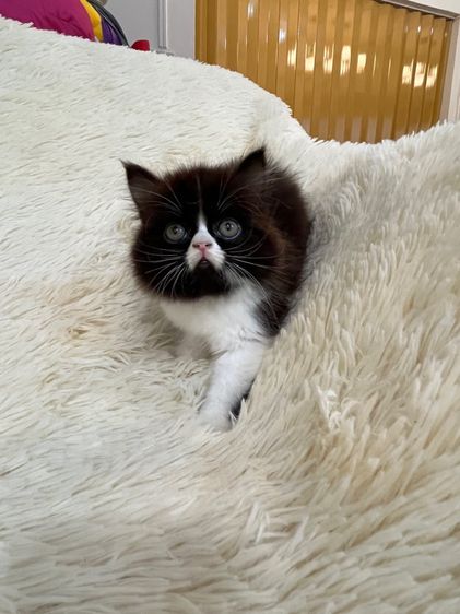 แมวเปอร์เซีย รูปที่ 18