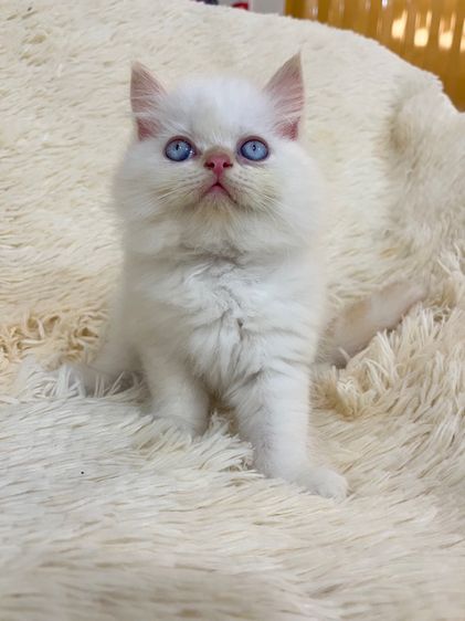 แมวเปอร์เซีย รูปที่ 6