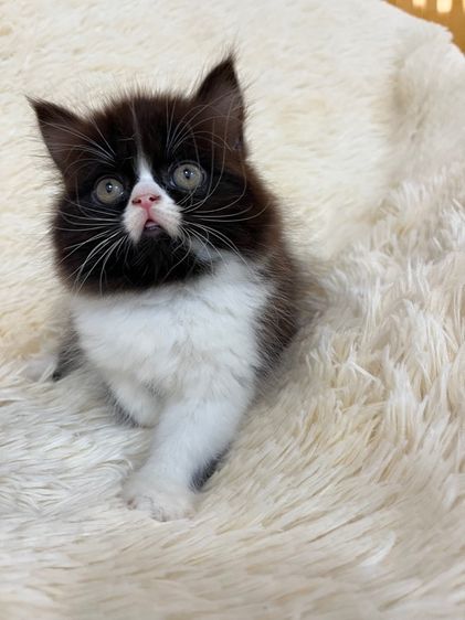 แมวเปอร์เซีย