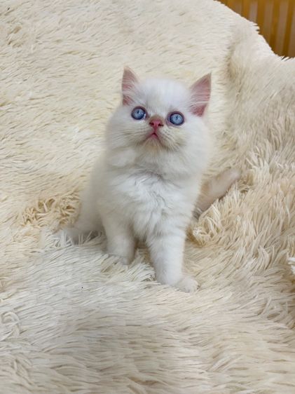 แมวเปอร์เซีย รูปที่ 3