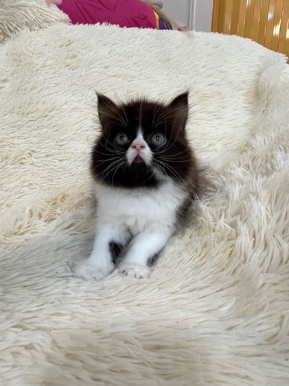 แมวเปอร์เซีย รูปที่ 15