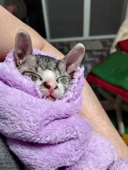 ขายลูกแมวสฟิงซ์ รูปที่ 11