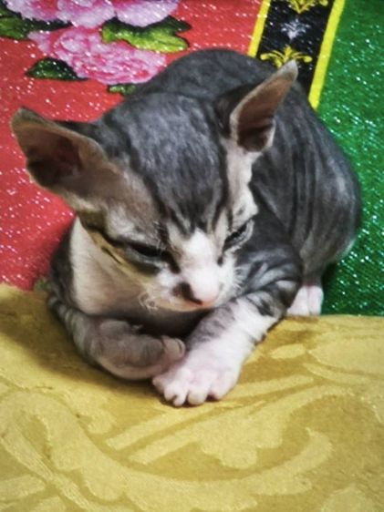 ขายลูกแมวสฟิงซ์ รูปที่ 5