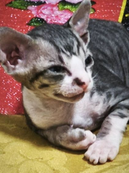 ขายลูกแมวสฟิงซ์ รูปที่ 3