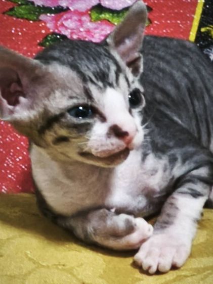 สฟิงซ์ (Sphynx) ขายลูกแมวสฟิงซ์