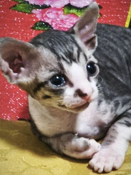 ขายลูกแมวสฟิงซ์ รูปที่ 4