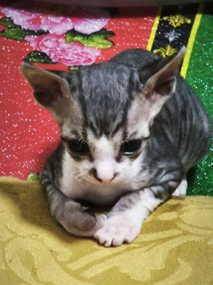 ขายลูกแมวสฟิงซ์ รูปที่ 6