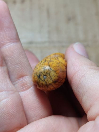 เครื่องรางปลัดขิกนางควรหลวงพ่อคงวัดวังสรรพรสดอกใหญ่ รูปที่ 7