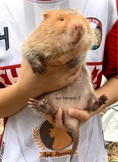 ตัวอ้น รูปที่ 2