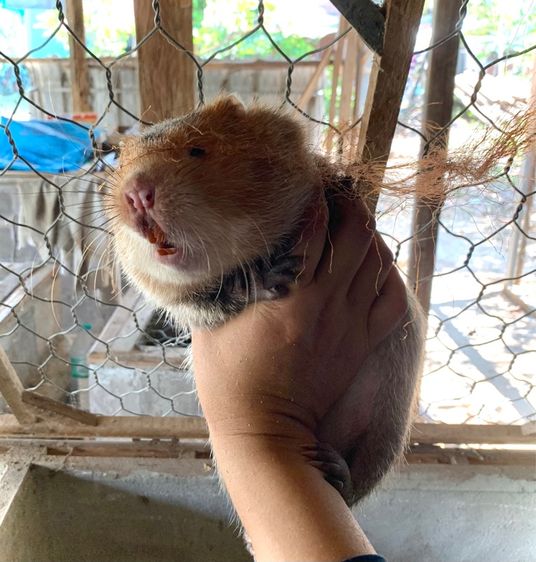 ตัวอ้น รูปที่ 8