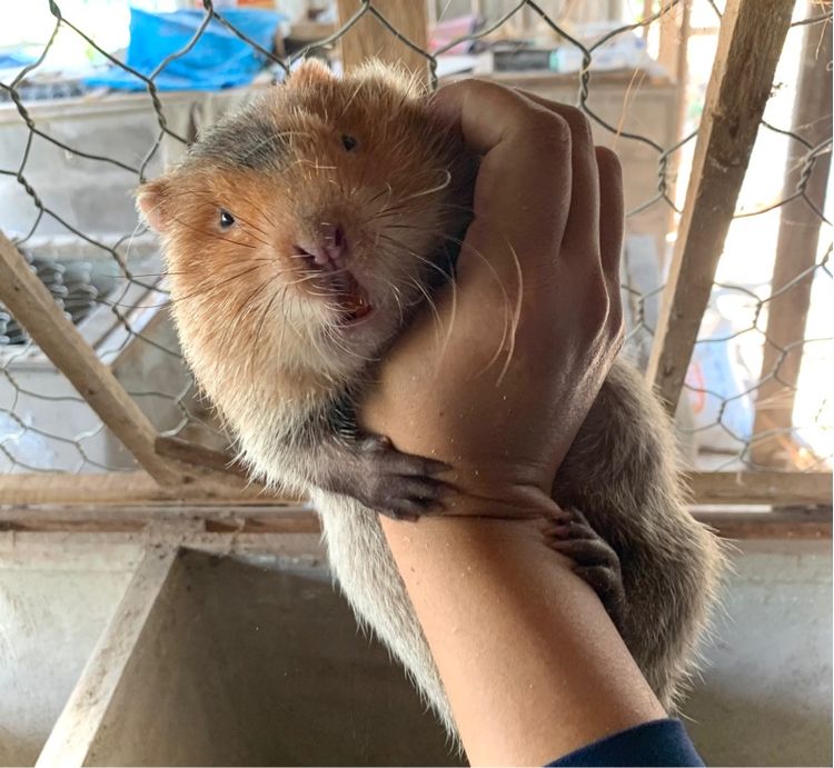 ตัวอ้น รูปที่ 7