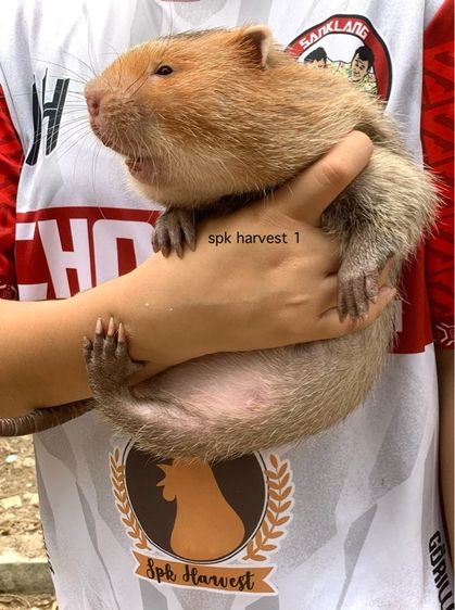 ตัวอ้น รูปที่ 3