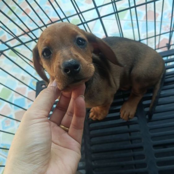 ดัชชุน หลากสี รูปที่ 8