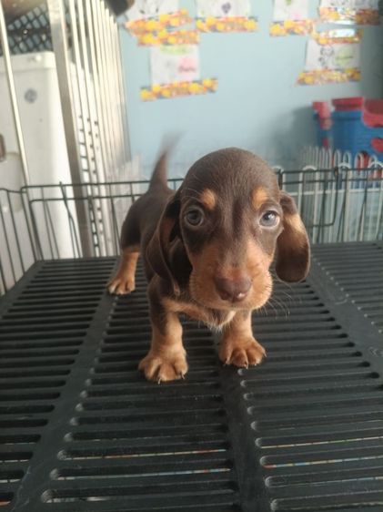 ดัชชุน หลากสี รูปที่ 2