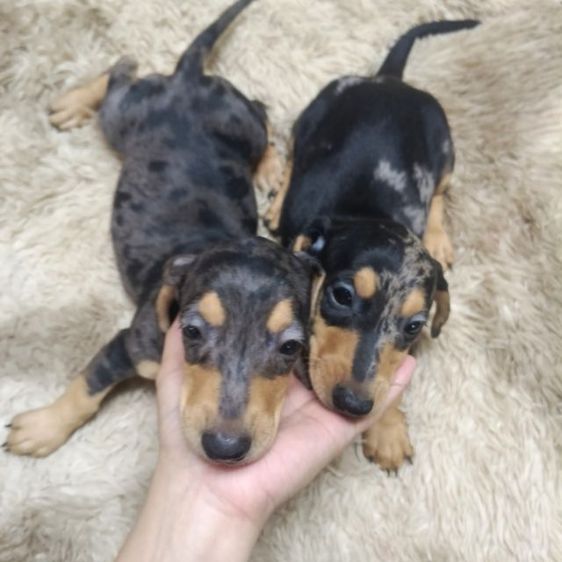 ดัชชุน หลากสี รูปที่ 12