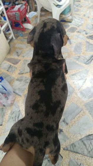 ดัชชุน หลากสี รูปที่ 9