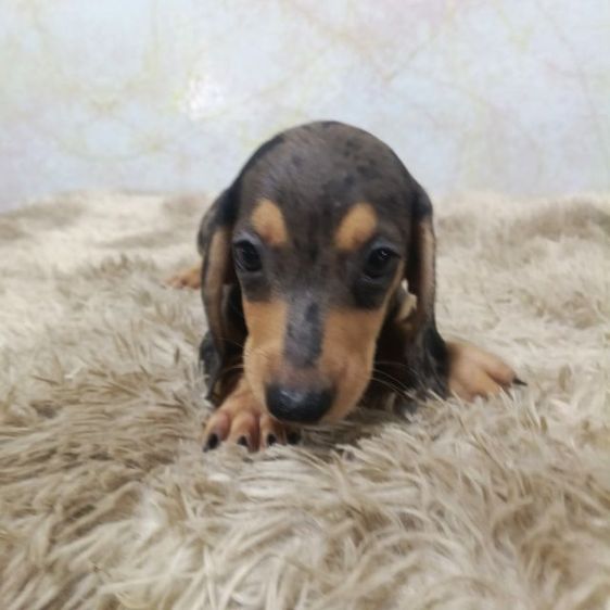 ดัชชุน หลากสี รูปที่ 14