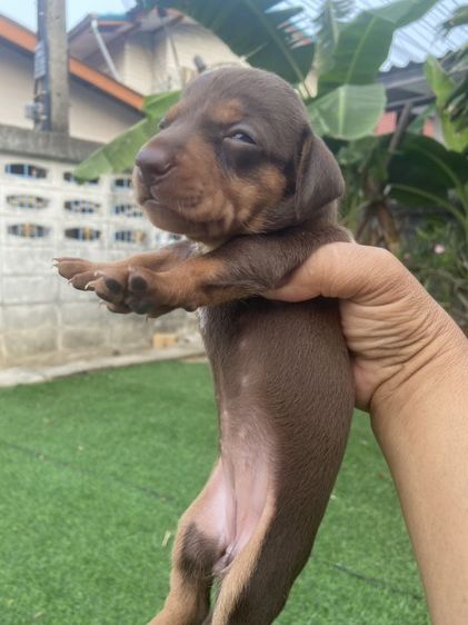 ดัชชุน หลากสี รูปที่ 17