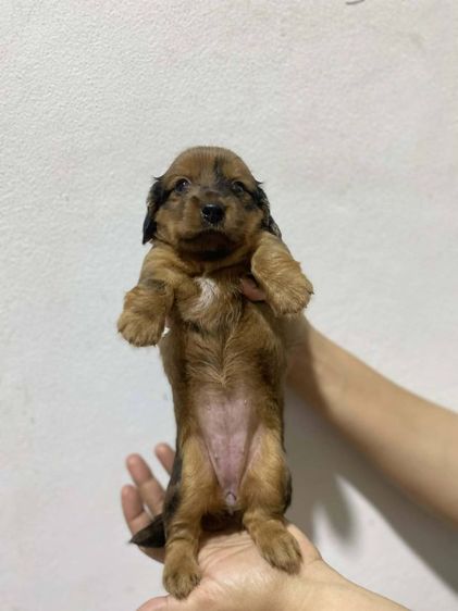 ดัชชุน หลากสี รูปที่ 10