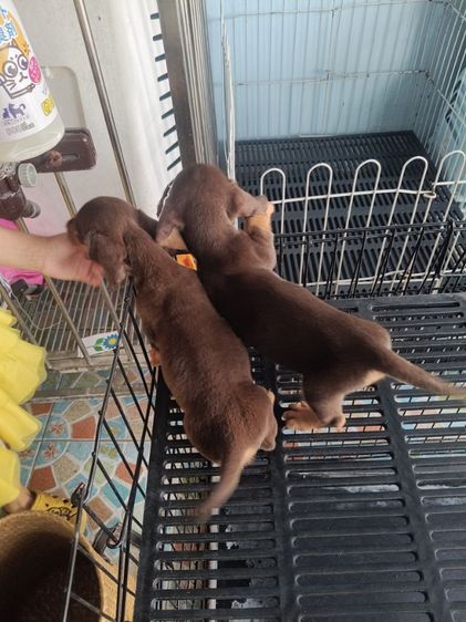 ดัชชุน หลากสี รูปที่ 18