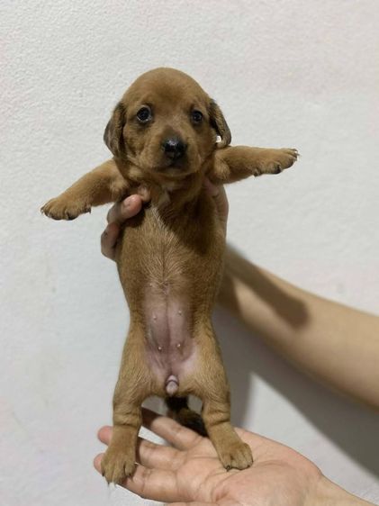 ดัชชุน หลากสี รูปที่ 11