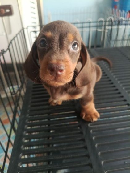 ดัชชุน หลากสี รูปที่ 15