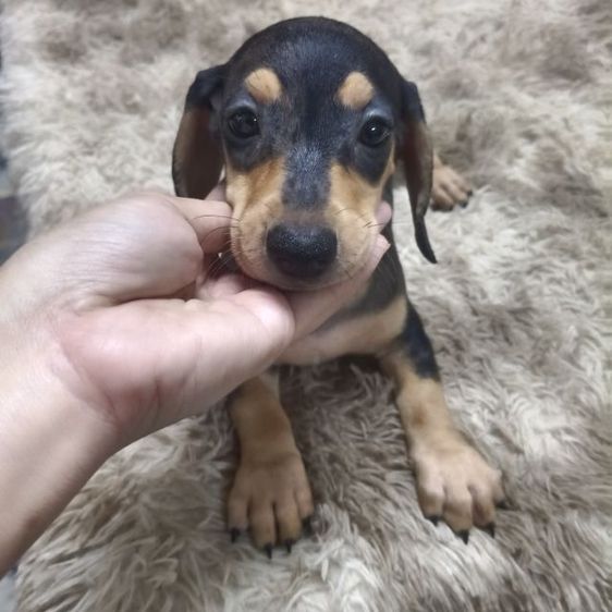 ดัชชุน หลากสี รูปที่ 13