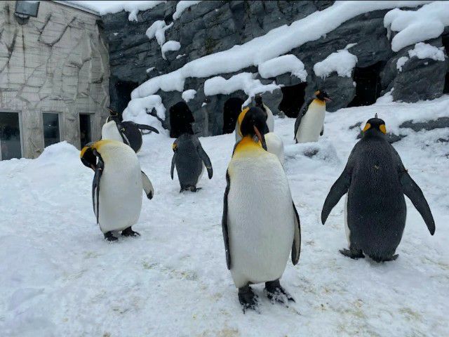 เที่ยว โอซาก้า เกียวโต หรือ โตเกียว ฟูจิ หรือ ฮอกไกโด รูปที่ 7