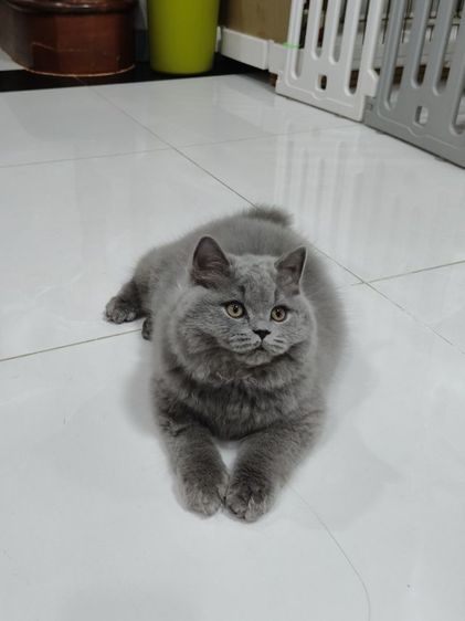บริติช ชอร์ตแฮร์ (British Shorthair) แมวบริติชช็อตแฮร์