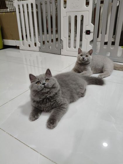 แมวบริติชช็อตแฮร์ รูปที่ 4