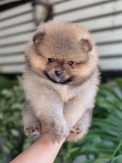 ปอมแท้ เพศเมีย สีส้ม พร้อมย้ายบ้าน พิกัดรามอินทรา รูปที่ 2