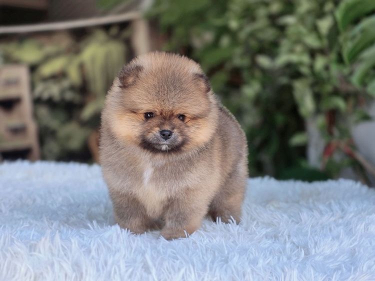 ปอมแท้ เพศเมีย สีส้ม พร้อมย้ายบ้าน พิกัดรามอินทรา รูปที่ 9