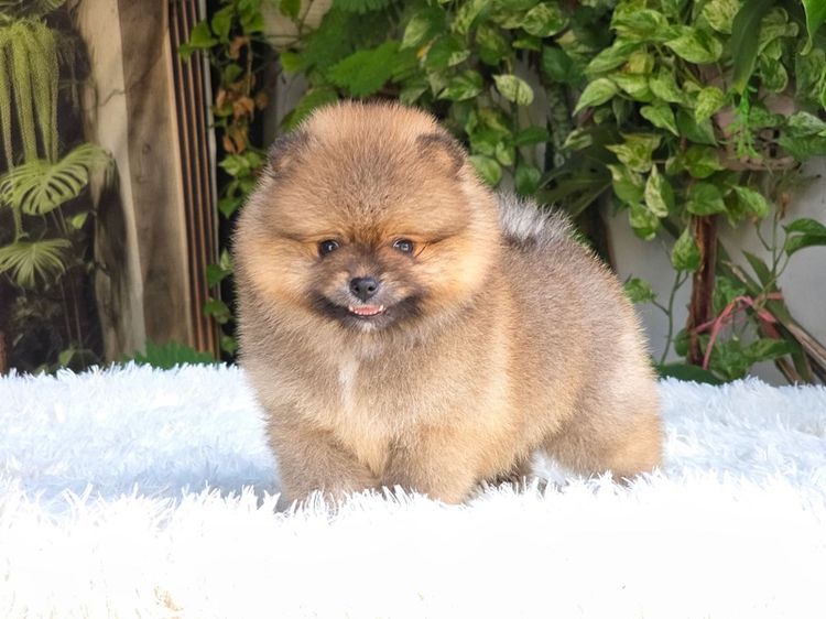 ปอมแท้ เพศเมีย สีส้ม พร้อมย้ายบ้าน พิกัดรามอินทรา รูปที่ 4