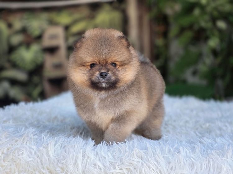 ปอมแท้ เพศเมีย สีส้ม พร้อมย้ายบ้าน พิกัดรามอินทรา รูปที่ 7