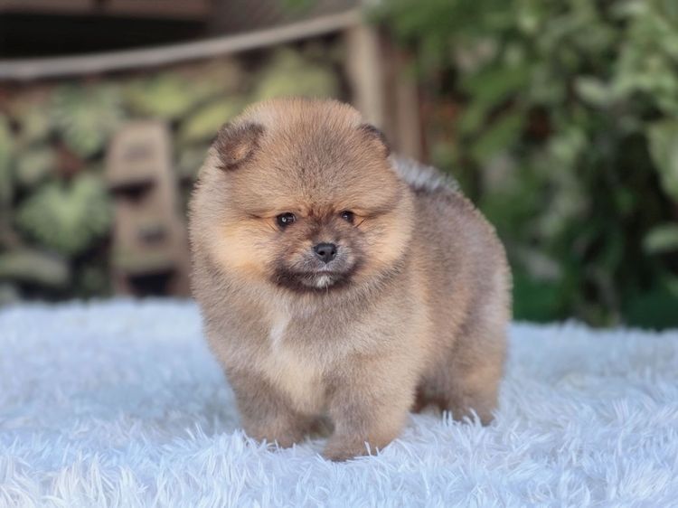 ปอมแท้ เพศเมีย สีส้ม พร้อมย้ายบ้าน พิกัดรามอินทรา รูปที่ 8