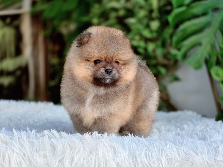 ปอมแท้ เพศเมีย สีส้ม พร้อมย้ายบ้าน พิกัดรามอินทรา รูปที่ 11