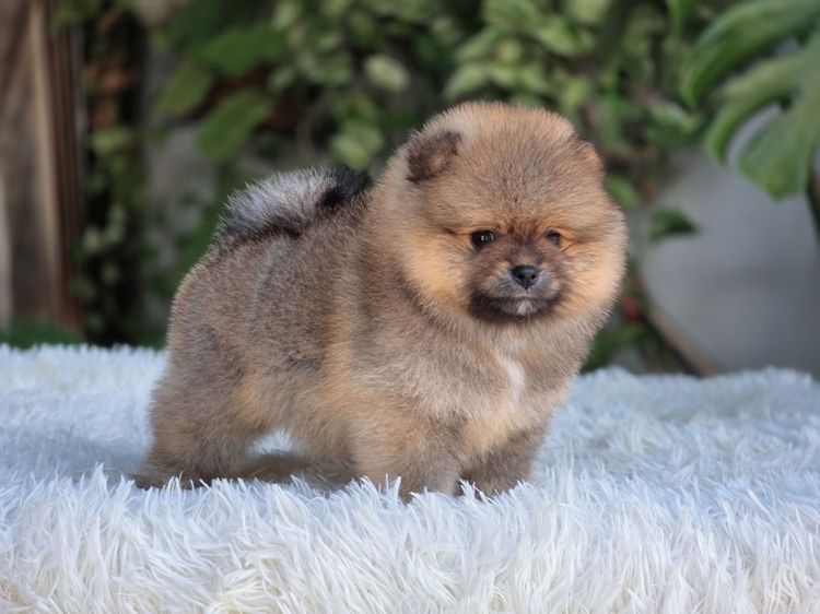 ปอมแท้ เพศเมีย สีส้ม พร้อมย้ายบ้าน พิกัดรามอินทรา รูปที่ 5