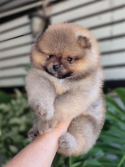 ปอมแท้ เพศเมีย สีส้ม พร้อมย้ายบ้าน พิกัดรามอินทรา รูปที่ 3