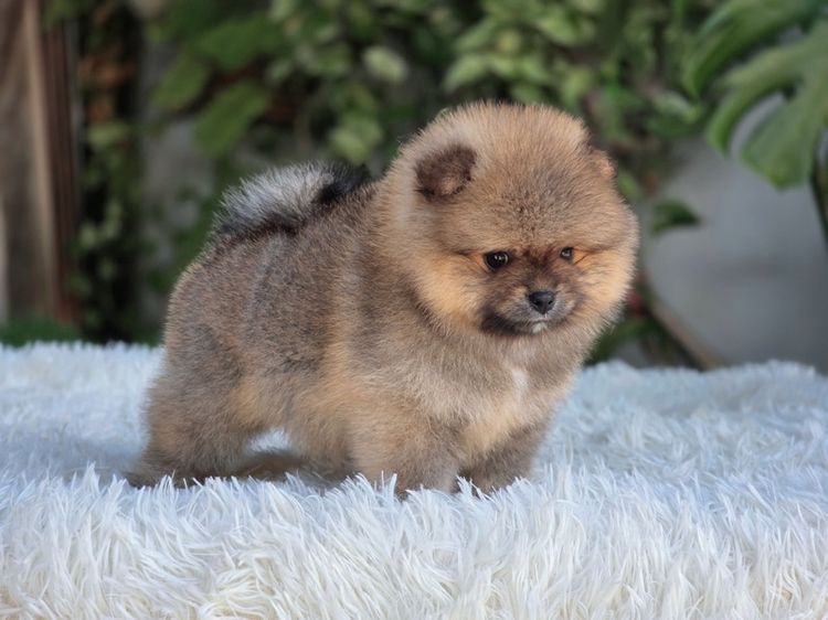 ปอมแท้ เพศเมีย สีส้ม พร้อมย้ายบ้าน พิกัดรามอินทรา รูปที่ 6