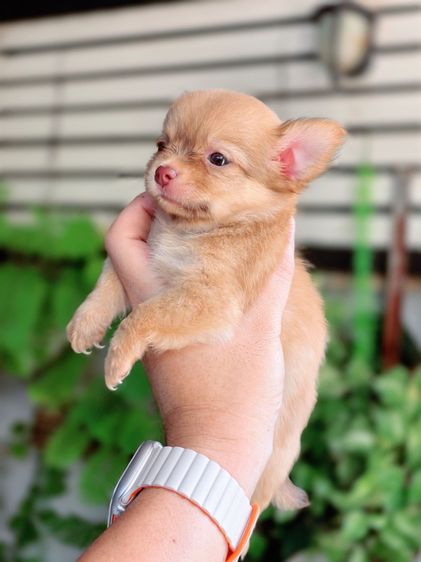 ชิวาวาแท้ ขนยาว พร้อมย้ายบ้าน รูปที่ 11