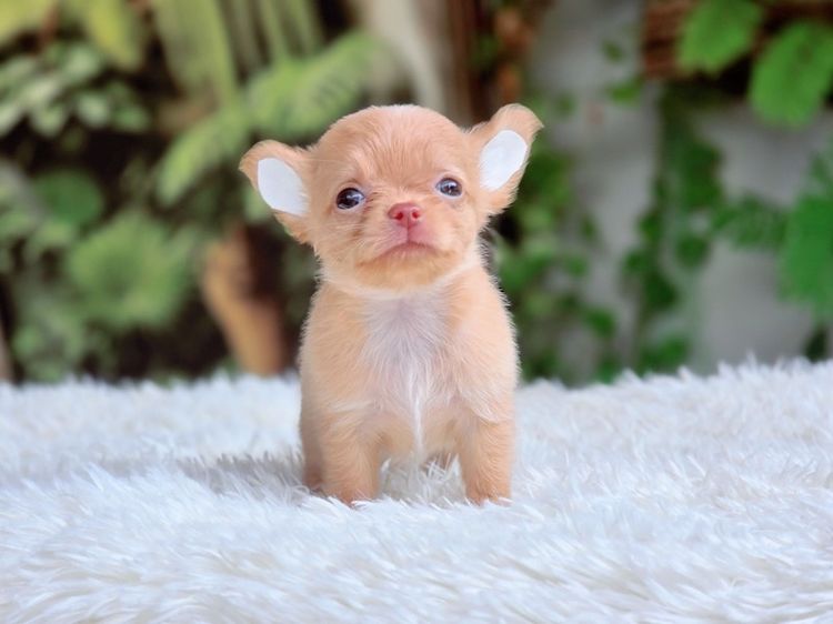 ชิวาวาแท้ ขนยาว พร้อมย้ายบ้าน รูปที่ 6