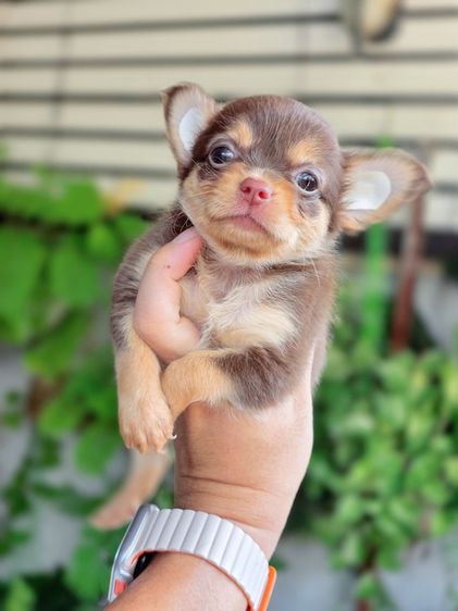 ชิวาวาแท้ ขนยาว พร้อมย้ายบ้าน รูปที่ 17