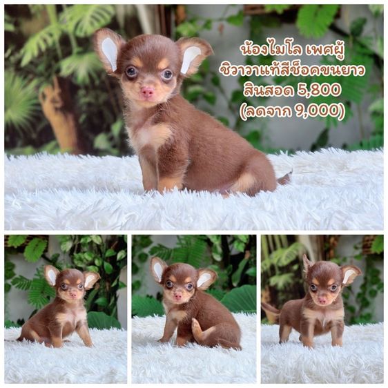 ชิวาวาแท้ ขนยาว พร้อมย้ายบ้าน รูปที่ 3