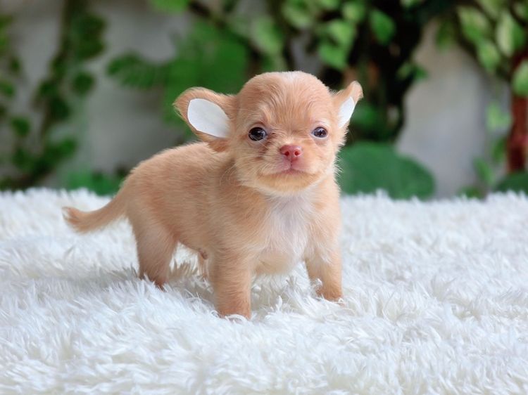 ชิวาวาแท้ ขนยาว พร้อมย้ายบ้าน รูปที่ 5