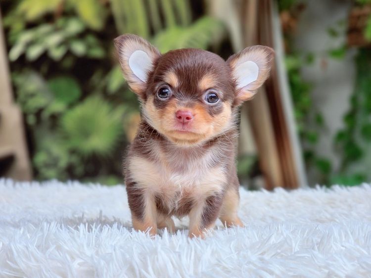 ชิวาวาแท้ ขนยาว พร้อมย้ายบ้าน รูปที่ 18